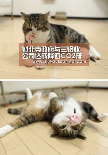 九樂棋牌官网